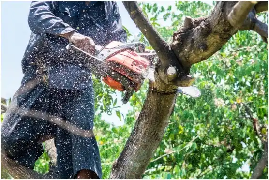 tree services San Diego